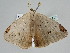  ( - BC ZSM Lep 108588)  @11 [ ] CreativeCommons - Attribution Non-Commercial Share-Alike (2020) SNSB, Staatliche Naturwissenschaftliche Sammlungen Bayerns ZSM (SNSB, Zoologische Staatssammlung Muenchen)