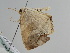  ( - BC ZSM Lep 108592)  @11 [ ] CreativeCommons - Attribution Non-Commercial Share-Alike (2020) SNSB, Staatliche Naturwissenschaftliche Sammlungen Bayerns ZSM (SNSB, Zoologische Staatssammlung Muenchen)