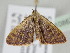  ( - BC ZSM Lep 108633)  @11 [ ] CreativeCommons - Attribution Non-Commercial Share-Alike (2020) SNSB, Staatliche Naturwissenschaftliche Sammlungen Bayerns ZSM (SNSB, Zoologische Staatssammlung Muenchen)