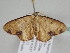  ( - BC ZSM Lep 108640)  @11 [ ] CreativeCommons - Attribution Non-Commercial Share-Alike (2020) SNSB, Staatliche Naturwissenschaftliche Sammlungen Bayerns ZSM (SNSB, Zoologische Staatssammlung Muenchen)