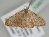 ( - BC ZSM Lep 108677)  @13 [ ] CreativeCommons - Attribution Non-Commercial Share-Alike (2020) SNSB, Staatliche Naturwissenschaftliche Sammlungen Bayerns ZSM (SNSB, Zoologische Staatssammlung Muenchen)