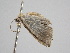  ( - BC ZSM Lep 108681)  @11 [ ] CreativeCommons - Attribution Non-Commercial Share-Alike (2020) SNSB, Staatliche Naturwissenschaftliche Sammlungen Bayerns ZSM (SNSB, Zoologische Staatssammlung Muenchen)