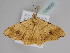  ( - BC ZSM Lep 108695)  @11 [ ] CreativeCommons - Attribution Non-Commercial Share-Alike (2020) SNSB, Staatliche Naturwissenschaftliche Sammlungen Bayerns ZSM (SNSB, Zoologische Staatssammlung Muenchen)