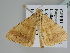  ( - BC ZSM Lep 108696)  @11 [ ] CreativeCommons - Attribution Non-Commercial Share-Alike (2020) SNSB, Staatliche Naturwissenschaftliche Sammlungen Bayerns ZSM (SNSB, Zoologische Staatssammlung Muenchen)