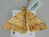  ( - BC ZSM Lep 108697)  @11 [ ] CreativeCommons - Attribution Non-Commercial Share-Alike (2020) SNSB, Staatliche Naturwissenschaftliche Sammlungen Bayerns ZSM (SNSB, Zoologische Staatssammlung Muenchen)