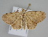 ( - BC ZSM Lep 108699)  @11 [ ] CreativeCommons - Attribution Non-Commercial Share-Alike (2020) SNSB, Staatliche Naturwissenschaftliche Sammlungen Bayerns ZSM (SNSB, Zoologische Staatssammlung Muenchen)