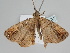  ( - BC ZSM Lep 108704)  @11 [ ] CreativeCommons - Attribution Non-Commercial Share-Alike (2020) SNSB, Staatliche Naturwissenschaftliche Sammlungen Bayerns ZSM (SNSB, Zoologische Staatssammlung Muenchen)