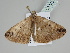  ( - BC ZSM Lep 108709)  @11 [ ] CreativeCommons - Attribution Non-Commercial Share-Alike (2020) SNSB, Staatliche Naturwissenschaftliche Sammlungen Bayerns ZSM (SNSB, Zoologische Staatssammlung Muenchen)