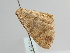  ( - BC ZSM Lep 108714)  @11 [ ] CreativeCommons - Attribution Non-Commercial Share-Alike (2020) SNSB, Staatliche Naturwissenschaftliche Sammlungen Bayerns ZSM (SNSB, Zoologische Staatssammlung Muenchen)