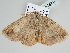  (Perissopteryx BOLD:AAH0752 - BC ZSM Lep 108715)  @11 [ ] CreativeCommons - Attribution Non-Commercial Share-Alike (2020) SNSB, Staatliche Naturwissenschaftliche Sammlungen Bayerns ZSM (SNSB, Zoologische Staatssammlung Muenchen)