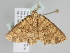  ( - BC ZSM Lep 108716)  @11 [ ] CreativeCommons - Attribution Non-Commercial Share-Alike (2020) SNSB, Staatliche Naturwissenschaftliche Sammlungen Bayerns ZSM (SNSB, Zoologische Staatssammlung Muenchen)