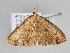  ( - BC ZSM Lep 108717)  @11 [ ] CreativeCommons - Attribution Non-Commercial Share-Alike (2020) SNSB, Staatliche Naturwissenschaftliche Sammlungen Bayerns ZSM (SNSB, Zoologische Staatssammlung Muenchen)