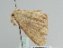  ( - BC ZSM Lep 108723)  @11 [ ] CreativeCommons - Attribution Non-Commercial Share-Alike (2020) SNSB, Staatliche Naturwissenschaftliche Sammlungen Bayerns ZSM (SNSB, Zoologische Staatssammlung Muenchen)