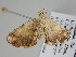  ( - BC ZSM Lep 108731)  @11 [ ] CreativeCommons - Attribution Non-Commercial Share-Alike (2020) SNSB, Staatliche Naturwissenschaftliche Sammlungen Bayerns ZSM (SNSB, Zoologische Staatssammlung Muenchen)
