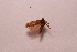 (Ochsenheimeria glabratella - BC ZSM Lep 108974)  @11 [ ] by-nc-sa (2020) SNSB, Staatliche Naturwissenschaftliche Sammlungen Bayerns ZSM (SNSB, Zoologische Staatssammlung Muenchen)