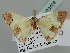  ( - BC ZSM Lep 109408)  @11 [ ] CreativeCommons - Attribution Non-Commercial Share-Alike (2020) SNSB, Staatliche Naturwissenschaftliche Sammlungen Bayerns ZSM (SNSB, Zoologische Staatssammlung Muenchen)
