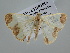  ( - BC ZSM Lep 109410)  @11 [ ] CreativeCommons - Attribution Non-Commercial Share-Alike (2020) SNSB, Staatliche Naturwissenschaftliche Sammlungen Bayerns ZSM (SNSB, Zoologische Staatssammlung Muenchen)