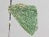  ( - BC ZSM Lep 109413)  @11 [ ] CreativeCommons - Attribution Non-Commercial Share-Alike (2020) SNSB, Staatliche Naturwissenschaftliche Sammlungen Bayerns ZSM (SNSB, Zoologische Staatssammlung Muenchen)
