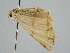  ( - BC ZSM Lep 109424)  @11 [ ] CreativeCommons - Attribution Non-Commercial Share-Alike (2020) SNSB, Staatliche Naturwissenschaftliche Sammlungen Bayerns ZSM (SNSB, Zoologische Staatssammlung Muenchen)