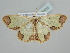  ( - BC ZSM Lep 109435)  @11 [ ] CreativeCommons - Attribution Non-Commercial Share-Alike (2020) SNSB, Staatliche Naturwissenschaftliche Sammlungen Bayerns ZSM (SNSB, Zoologische Staatssammlung Muenchen)
