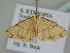  ( - BC ZSM Lep 109445)  @11 [ ] CreativeCommons - Attribution Non-Commercial Share-Alike (2020) SNSB, Staatliche Naturwissenschaftliche Sammlungen Bayerns ZSM (SNSB, Zoologische Staatssammlung Muenchen)