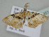  ( - BC ZSM Lep 109451)  @11 [ ] CreativeCommons - Attribution Non-Commercial Share-Alike (2020) SNSB, Staatliche Naturwissenschaftliche Sammlungen Bayerns ZSM (SNSB, Zoologische Staatssammlung Muenchen)