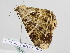  ( - BC ZSM Lep 109460)  @11 [ ] CreativeCommons - Attribution Non-Commercial Share-Alike (2020) SNSB, Staatliche Naturwissenschaftliche Sammlungen Bayerns ZSM (SNSB, Zoologische Staatssammlung Muenchen)