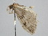  ( - BC ZSM Lep 109478)  @11 [ ] CreativeCommons - Attribution Non-Commercial Share-Alike (2020) SNSB, Staatliche Naturwissenschaftliche Sammlungen Bayerns ZSM (SNSB, Zoologische Staatssammlung Muenchen)