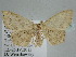  ( - BC ZSM Lep 109138)  @11 [ ] CreativeCommons - Attribution Non-Commercial Share-Alike (2020) SNSB, Staatliche Naturwissenschaftliche Sammlungen Bayerns ZSM (SNSB, Zoologische Staatssammlung Muenchen)
