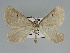  ( - BC ZSM Lep 109161)  @11 [ ] CreativeCommons - Attribution Non-Commercial Share-Alike (2020) SNSB, Staatliche Naturwissenschaftliche Sammlungen Bayerns ZSM (SNSB, Zoologische Staatssammlung Muenchen)