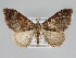  ( - BC ZSM Lep 109185)  @11 [ ] CreativeCommons - Attribution Non-Commercial Share-Alike (2020) SNSB, Staatliche Naturwissenschaftliche Sammlungen Bayerns ZSM (SNSB, Zoologische Staatssammlung Muenchen)
