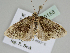  ( - BC ZSM Lep 109188)  @12 [ ] CreativeCommons - Attribution Non-Commercial Share-Alike (2020) SNSB, Staatliche Naturwissenschaftliche Sammlungen Bayerns ZSM (SNSB, Zoologische Staatssammlung Muenchen)
