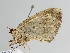  ( - BC ZSM Lep 109215)  @11 [ ] CreativeCommons - Attribution Non-Commercial Share-Alike (2020) SNSB, Staatliche Naturwissenschaftliche Sammlungen Bayerns ZSM (SNSB, Zoologische Staatssammlung Muenchen)