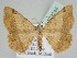  ( - BC ZSM Lep 109244)  @11 [ ] CreativeCommons - Attribution Non-Commercial Share-Alike (2020) SNSB, Staatliche Naturwissenschaftliche Sammlungen Bayerns ZSM (SNSB, Zoologische Staatssammlung Muenchen)