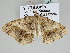  ( - BC ZSM Lep 109264)  @11 [ ] CreativeCommons - Attribution Non-Commercial Share-Alike (2020) SNSB, Staatliche Naturwissenschaftliche Sammlungen Bayerns ZSM (SNSB, Zoologische Staatssammlung Muenchen)