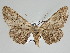  ( - BC ZSM Lep 109280)  @11 [ ] CreativeCommons - Attribution Non-Commercial Share-Alike (2020) SNSB, Staatliche Naturwissenschaftliche Sammlungen Bayerns ZSM (SNSB, Zoologische Staatssammlung Muenchen)