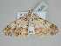  ( - BC ZSM Lep 109290)  @11 [ ] CreativeCommons - Attribution Non-Commercial Share-Alike (2020) SNSB, Staatliche Naturwissenschaftliche Sammlungen Bayerns ZSM (SNSB, Zoologische Staatssammlung Muenchen)