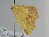  ( - BC ZSM Lep 109362)  @11 [ ] CreativeCommons - Attribution Non-Commercial Share-Alike (2020) SNSB, Staatliche Naturwissenschaftliche Sammlungen Bayerns ZSM (SNSB, Zoologische Staatssammlung Muenchen)