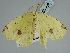  ( - BC ZSM Lep 109363)  @11 [ ] CreativeCommons - Attribution Non-Commercial Share-Alike (2020) SNSB, Staatliche Naturwissenschaftliche Sammlungen Bayerns ZSM (SNSB, Zoologische Staatssammlung Muenchen)