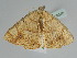  ( - BC ZSM Lep 109370)  @11 [ ] CreativeCommons - Attribution Non-Commercial Share-Alike (2020) SNSB, Staatliche Naturwissenschaftliche Sammlungen Bayerns ZSM (SNSB, Zoologische Staatssammlung Muenchen)