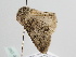  ( - BC ZSM Lep 109400)  @11 [ ] CreativeCommons - Attribution Non-Commercial Share-Alike (2020) SNSB, Staatliche Naturwissenschaftliche Sammlungen Bayerns ZSM (SNSB, Zoologische Staatssammlung Muenchen)