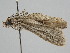  ( - BC ZSM Lep 109502)  @11 [ ] CreativeCommons - Attribution Non-Commercial Share-Alike (2020) SNSB, Staatliche Naturwissenschaftliche Sammlungen Bayerns ZSM (SNSB, Zoologische Staatssammlung Muenchen)