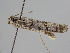  ( - BC ZSM Lep 109503)  @11 [ ] CreativeCommons - Attribution Non-Commercial Share-Alike (2020) SNSB, Staatliche Naturwissenschaftliche Sammlungen Bayerns ZSM (SNSB, Zoologische Staatssammlung Muenchen)
