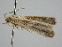  ( - BC ZSM Lep 109518)  @11 [ ] CreativeCommons - Attribution Non-Commercial Share-Alike (2020) SNSB, Staatliche Naturwissenschaftliche Sammlungen Bayerns ZSM (SNSB, Zoologische Staatssammlung Muenchen)