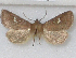  ( - BC ZSM Lep 109600)  @11 [ ] CreativeCommons - Attribution Non-Commercial Share-Alike (2020) SNSB, Staatliche Naturwissenschaftliche Sammlungen Bayerns ZSM (SNSB, Zoologische Staatssammlung Muenchen)