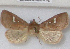  ( - BC ZSM Lep 109602)  @11 [ ] CreativeCommons - Attribution Non-Commercial Share-Alike (2020) SNSB, Staatliche Naturwissenschaftliche Sammlungen Bayerns ZSM (SNSB, Zoologische Staatssammlung Muenchen)