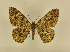  ( - BC ZSM Lep 109615)  @11 [ ] CreativeCommons - Attribution Non-Commercial Share-Alike (2020) SNSB, Staatliche Naturwissenschaftliche Sammlungen Bayerns ZSM (SNSB, Zoologische Staatssammlung Muenchen)