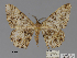  ( - BC ZSM Lep 109633)  @11 [ ] CreativeCommons - Attribution Non-Commercial Share-Alike (2020) SNSB, Staatliche Naturwissenschaftliche Sammlungen Bayerns ZSM (SNSB, Zoologische Staatssammlung Muenchen)