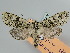  ( - BC ZSM Lep 109648)  @11 [ ] CreativeCommons - Attribution Non-Commercial Share-Alike (2020) SNSB, Staatliche Naturwissenschaftliche Sammlungen Bayerns ZSM (SNSB, Zoologische Staatssammlung Muenchen)
