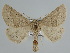  ( - BC ZSM Lep 109650)  @11 [ ] CreativeCommons - Attribution Non-Commercial Share-Alike (2020) SNSB, Staatliche Naturwissenschaftliche Sammlungen Bayerns ZSM (SNSB, Zoologische Staatssammlung Muenchen)